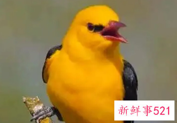 梦见鸟叫的很好听