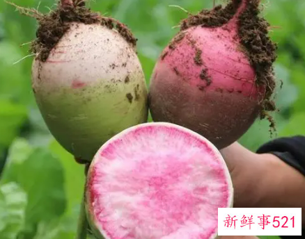 梦见心里美萝卜是什么意思