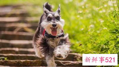 好养的宠物有哪些