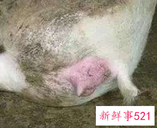 母猪羊水破了多久生