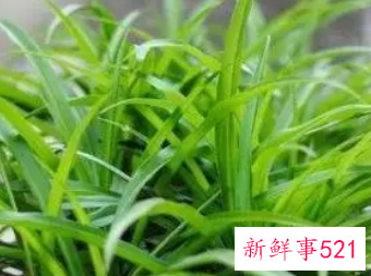 院子里种什么花最旺宅