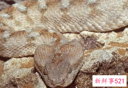 什么动物咬合力最大