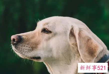 梦见狗受伤了是什么意思