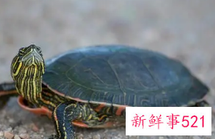 招财辟邪养什么龟