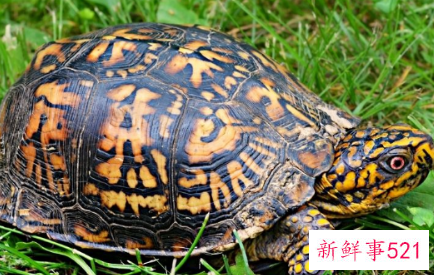 冬天乌龟要怎么养