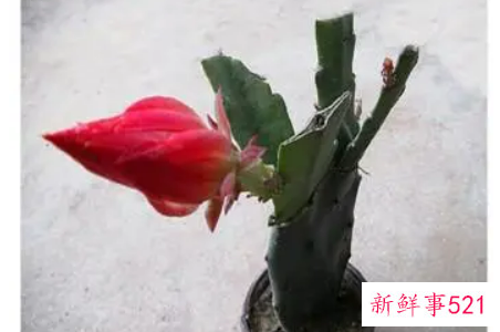 十种名贵花木的嫁接方法