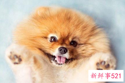 什么小型犬聪明又易适应环境