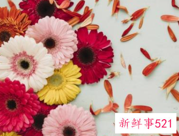 在社会混得好的星座女