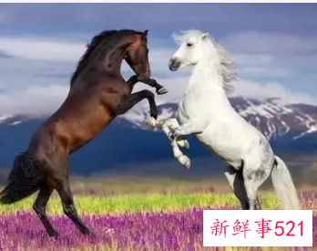 属马和哪些生肖婚姻最好