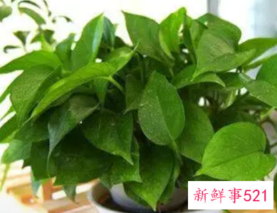 鸡蛋能直接到在绿萝盆里面吗