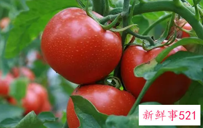 梦到特别大的西红柿