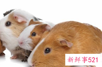 哪种小宠物干净好养没有味