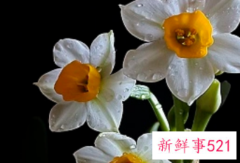 院子里种什么花最旺宅