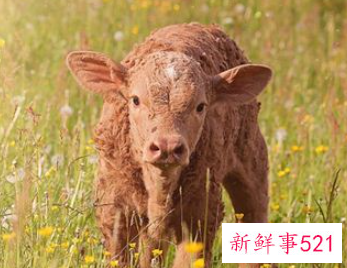 梦到牛说话的寓意