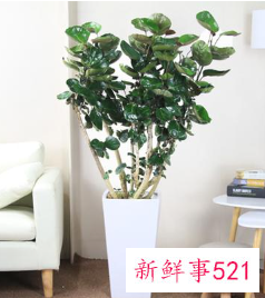 7种象征吉祥和好运的花