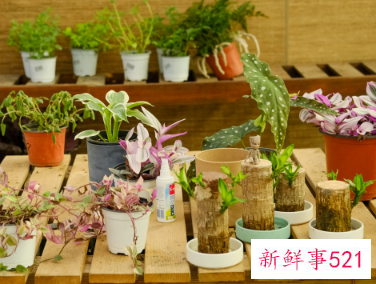 10种客厅招财植物推荐