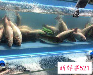 水产养殖小妙招