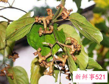 鸡瓜梨泡水有什么功能