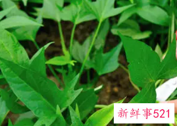 红薯叶的功效与作用禁忌