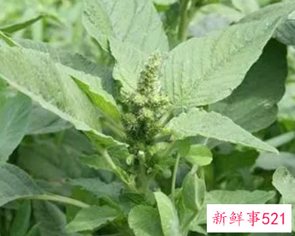 白苋菜的作用和功效