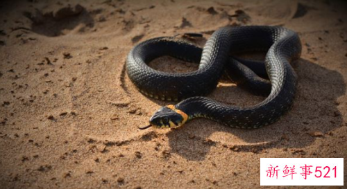 梦见大蛇小蛇满地爬有什么寓意