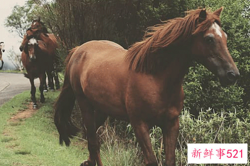 02年的生肖运势