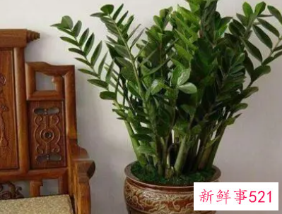 家里放几盆植物吉利