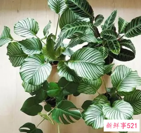 苹果竹芋怎么长高