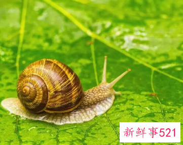 蜗牛是益虫还是害虫