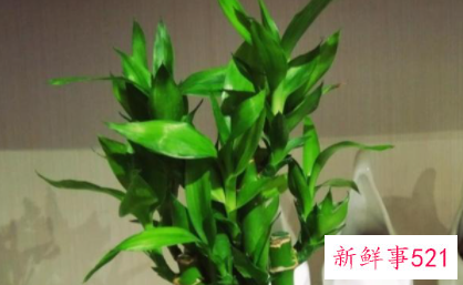 春节家里摆什么花喜庆