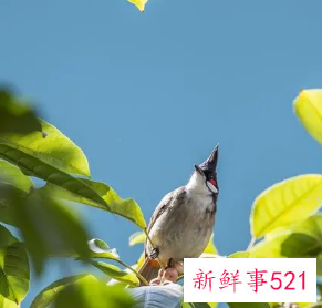 早上小鸟在窗户叫的征兆