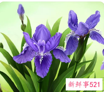 描写鸢尾花的作文