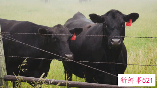 1997年出生的牛是啥命