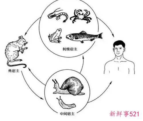 雨后路边出现的大蜗牛千万别碰