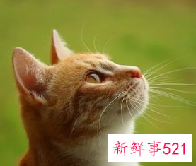 梦见猫是有什么预兆