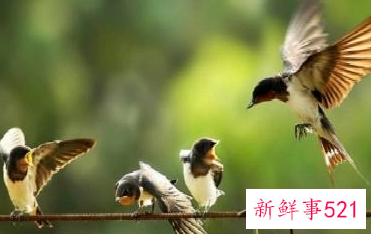 梦见燕子飞进家里是什么意思