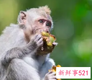 属猴的客厅放什么植物好