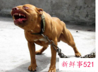 怎么训练比特犬