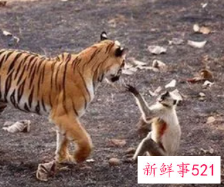 虎和猴的婚姻幸福吗