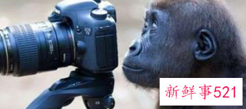 猩猩照相馆睡前故事