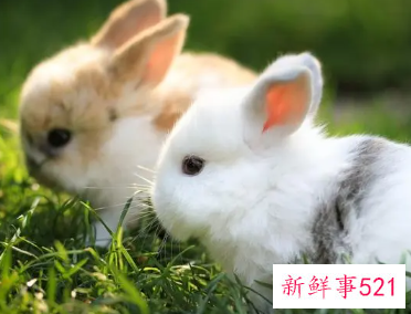 属兔的女人适合佩戴什么首饰