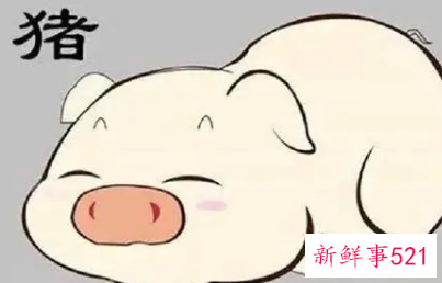 属猪男变心的表