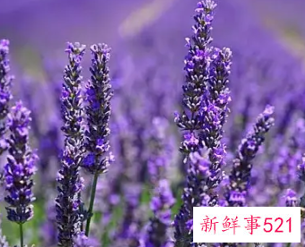 熏衣草的作用与功效有哪些
