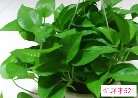 怎么养出大叶的绿萝呢