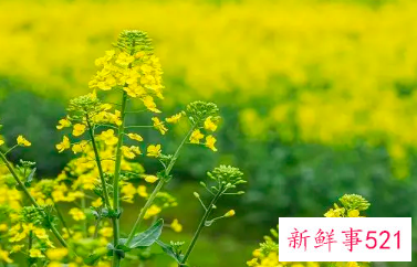 梦见油菜花什么意思