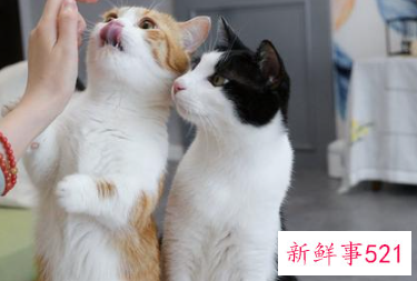 养宠物猫有什么好处