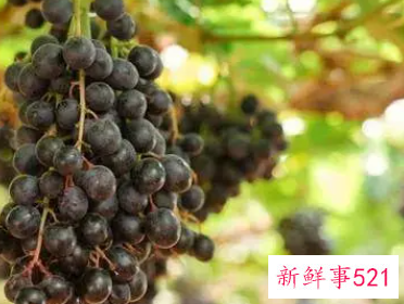 黑葡萄功效与作用及禁忌