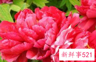 牡丹花素来有国色天香的美称是诗人谁所作