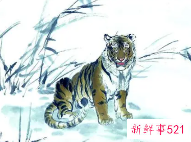 千万不要娶属虎女人