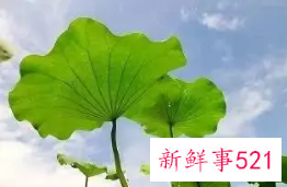 鲜荷叶的功效与作用